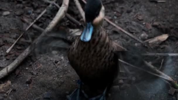 Beautiful Wild Duck Flaps Its Wings Quickly — Stock Video