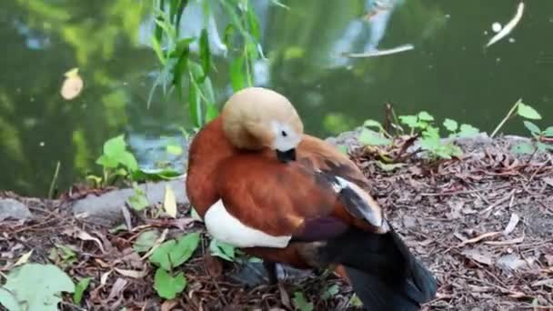 Μια Άγρια Πάπια Καθαρίζει Φτερά Της Στην Όχθη Μιας Λίμνης — Αρχείο Βίντεο