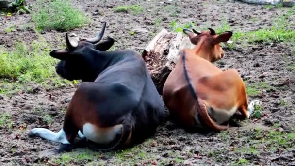 Kühe Liegen Auf Dem Boden Und Wedeln Mit Den Schwänzen — Stockvideo