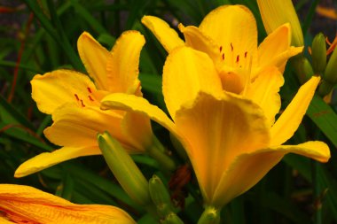 Parkta çiçek açan zambak tomurcukları.