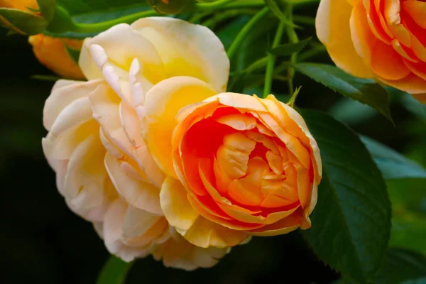 Ein Orange Blühender Zweig Einer Rose Blüht Garten — Stockfoto