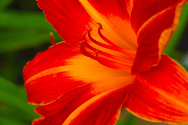 Out Focus Blurry Background Blooming Red Lily — Stock Photo, Image