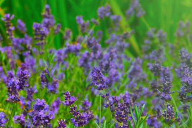 Bulanık arka plan, parktaki güzel kokulu lavanta. Tıpta kullanılır.