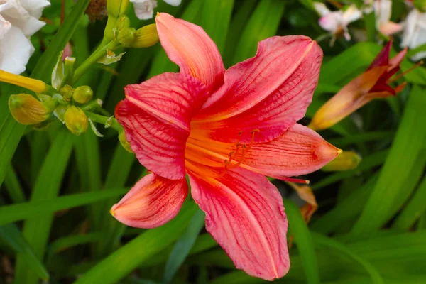 Flowering Large Lily Park Spring Summer — Stock Photo, Image