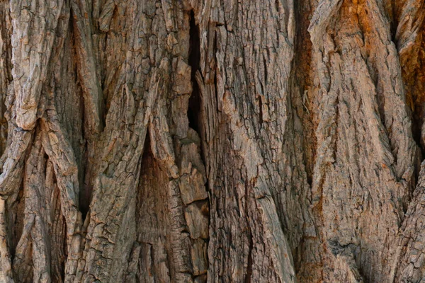 Крупный План Текстуре Коры Дерева Фон — стоковое фото