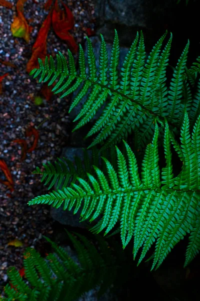 View Green Young Fern Forest — Stock Photo, Image