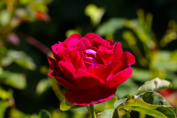 Bahçede Çiçek Açan Kırmızı Bir Gül Tomurcuğunun Yakın Çekimi — Stok fotoğraf