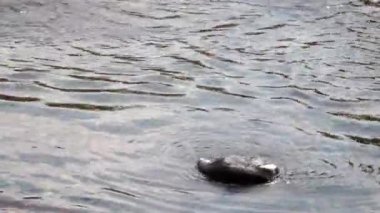 Penguen güneşli bir günde suda yüzer.