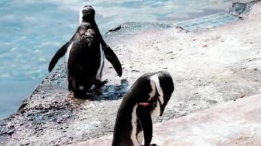 Penguenler kıyıda duruyor ve tüylerini temizliyorlar.