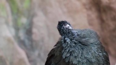 Vahşi bir kuş ormanda tüylerini temizler.