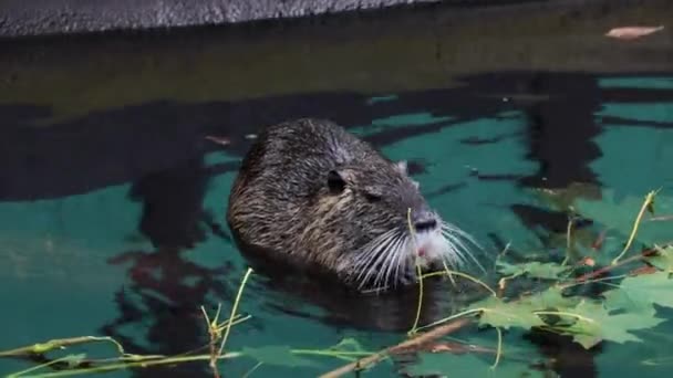 Close Nutria Eats Green Leaves Tree — Stock Video