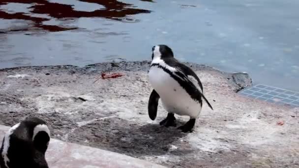 Penguin Lucu Berdiri Tepi Waduk — Stok Video