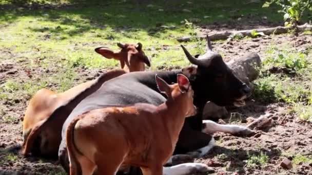 大人の牛の近くの子牛のクローズアップ — ストック動画