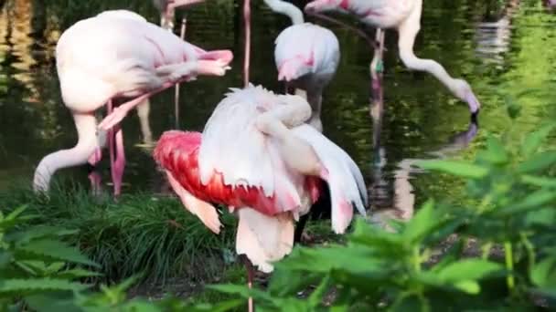 Ένα Ροζ Φλαμίνγκο Στέκεται Κοντά Στη Λίμνη Και Καθαρίζει Φτερά — Αρχείο Βίντεο