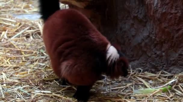 Zbliżenie Ciemny Zabawny Lemur Parku — Wideo stockowe