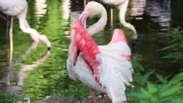 Flamingo Rosa Rapidamente Bate Suas Asas Grandes — Vídeo de Stock