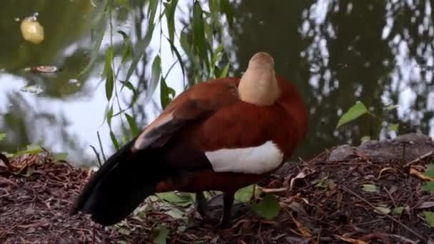 Μια Άγρια Πάπια Καθαρίζει Φτερά Στην Ακτή Της Λίμνης — Αρχείο Βίντεο