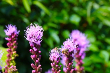 Genç çiçek açan tarlalar baharda çiçek açar.