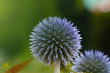 Mordovnik, Astrov ailesinin uzun ömürlü, daha az yıllık ve dikenli bitki cinsidir. Tıpta kullanılır.