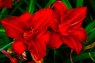 Yazın parkta çiçek açan kırmızı zambak tomurcukları