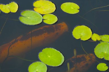 Göletteki yeşil su zambaklarının manzarası. Seçici odak