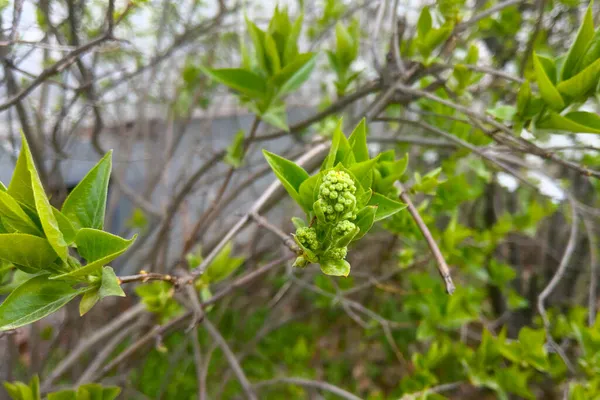 Junge Blühende Grüne Blätter Auf Einem Ast Frühling — Stockfoto