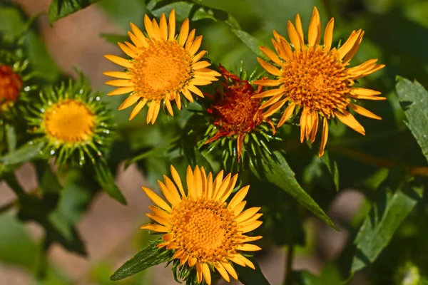 Florescimento Plantas Úteis Amarelas Prado — Fotografia de Stock