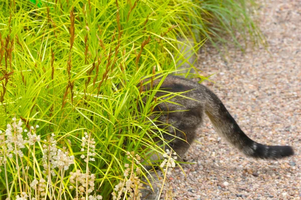 Out Focus Blurred Background Cat Tail Sticking Out Grass Hiding — Stock Photo, Image