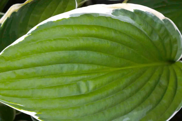 Vue Jeune Feuille Verte Une Plante Tropicale — Photo