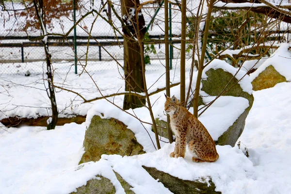 Una Bella Lince Siede Nella Neve Nella Foresta — Foto Stock