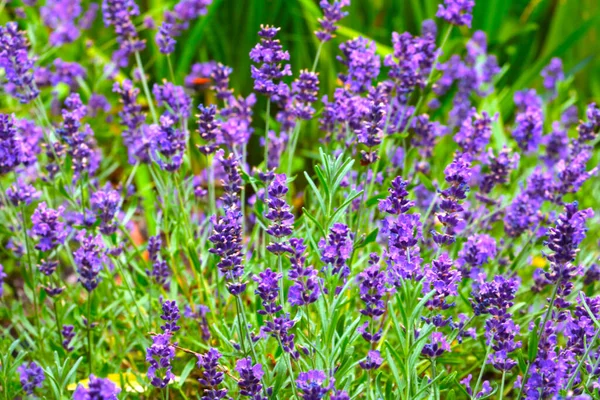 Lavande Fleurs Est Utilisé Parfumerie Médecine Odeur Parfumée Lavande — Photo