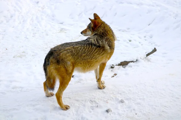Uitzicht Een Volwassen Wolf Het Bos Winter — Stockfoto