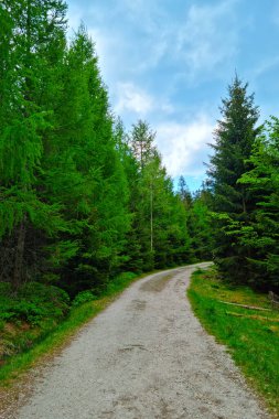 Temiz havada ormanda yürüyüş için güzel bir patika.