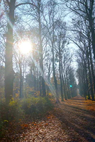 Soleado Día Otoño Parque Caminatas Aire Libre — Foto de Stock