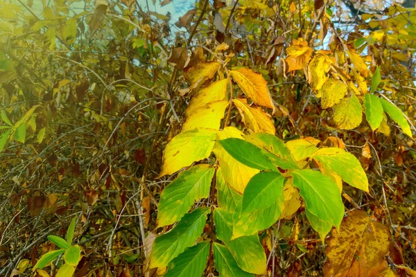 Piękne Jasne Żółte Liście Krzewie Lub Drzewie Jesienią — Zdjęcie stockowe