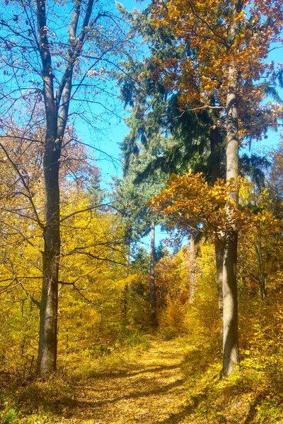 Uma Pitoresca Floresta Amarela Para Caminhar Outono — Fotografia de Stock