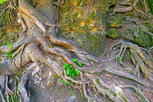 Große Baumwurzeln Ragen Aus Dem Boden — Stockfoto