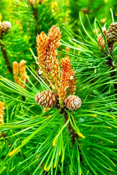 Vista Jovem Ramo Verde Pinheiro Com Cones Floresta — Fotografia de Stock