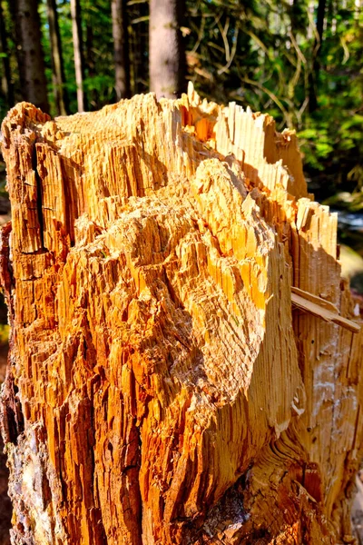 Fırtına Kasırga Sırasında Kırılmış Bir Ağacın Gövdesi Ormandaki Ağaç Kütüğü — Stok fotoğraf