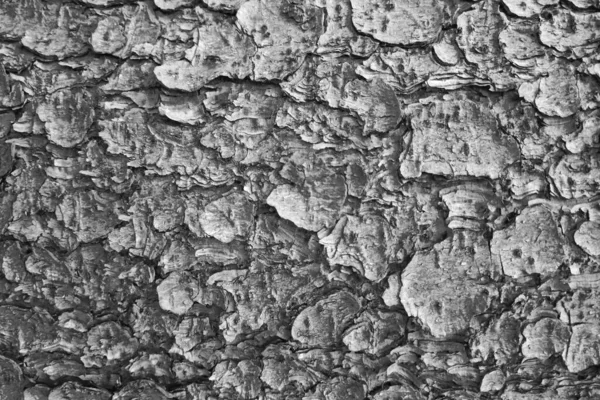 Siyah Beyaz Fotoğraf Ağacın Kabuğunun Dokusu Arka Plan — Stok fotoğraf