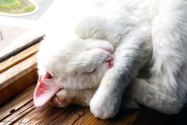 Beautiful White Cat Sleeps Windowsill Window — Stock Photo, Image