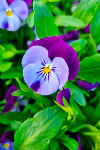 Sebuah Violet Cerah Yang Indah Tumbuh Taman Atau Taman Pansies — Stok Foto
