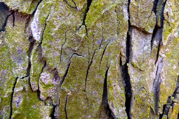 Concentrazione Selettiva Primo Piano Del Tronco Albero Sfondo — Foto Stock