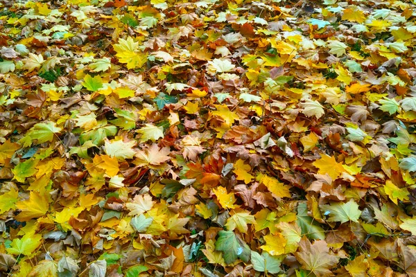 Опавшие Листья Траве Осенью Парке — стоковое фото