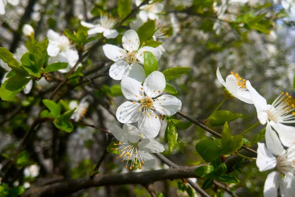 Una Rama Flor Cerezo Jardín Primavera — Foto de Stock