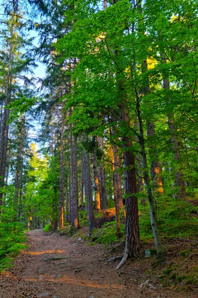 Gyönyörű Zöld Erdő Egy Ösvény Sétálni Friss Levegőn — Stock Fotó