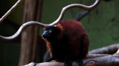 Güzel karanlık komik lemur yakın plan