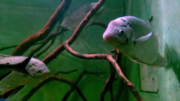 Jättegourami Osphronemus Gorami Art Stora Gourami Infödda Till Sötvatten Livsmiljöer — Stockvideo