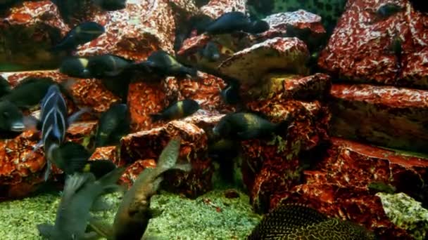 Bellissimi Pesci Diversi Nuotano Grande Acquario Mondo Dei Sottomarini — Video Stock