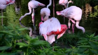 Pembe bir flamingoya yakın çekim. Tüylerini temizler ve kanatlarını çırpar.